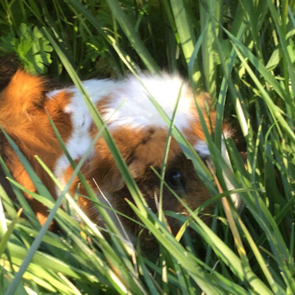 Meet your Posher, Luzelena - Picture 1 of 1